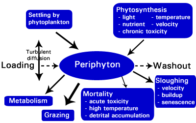 Modeling Periphyton in AQUATOX