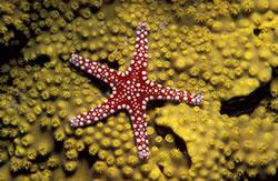 red and white starfish on yellow coral