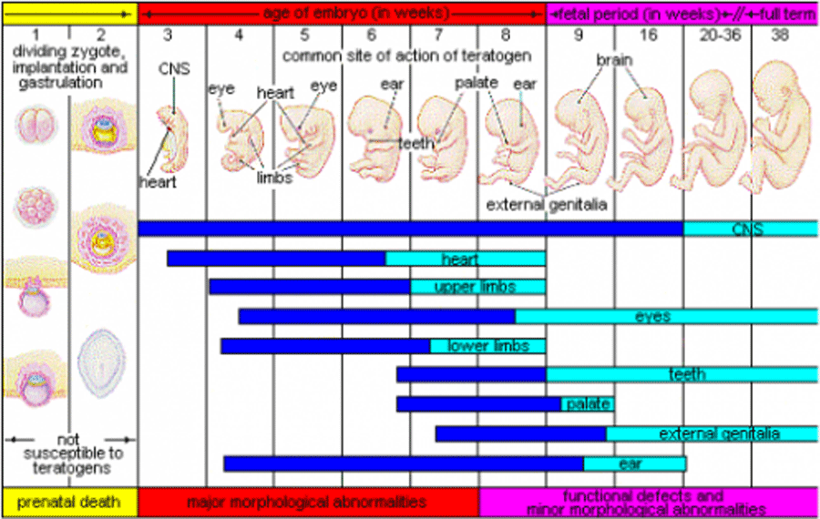 Chart of embryo development, showing three main periods during which a developing fetus is susceptible to different developmental disorders. In the first two weeks, the fetus may not survive at all. In weeks 3 to 8, the fetus may suffer major abnormalities to the heart, upper limbs, eyes, lower limbs, mouth, and ears. From weeks 9 to birth, functional defects and minor abnormalities can occur to the same areas. The fetus' central nervous system is susceptible to defects throughout pregnancy.