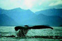 tail of a whale in the ocean