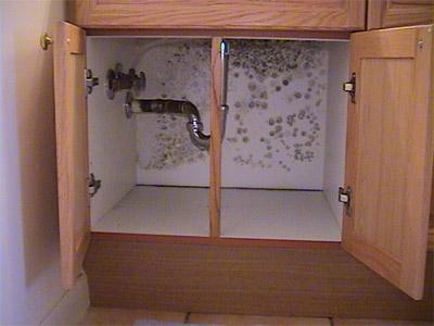Mold inside a bathroom cabinet where condensation forms.