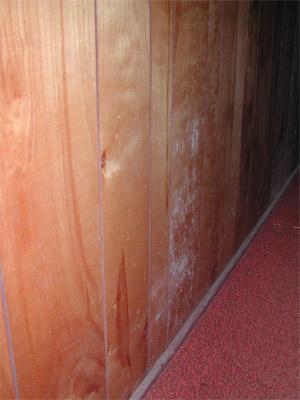 Mold on wooden paneling.