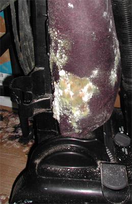 Mold on a vacuum cleaner stored in a damp basement.