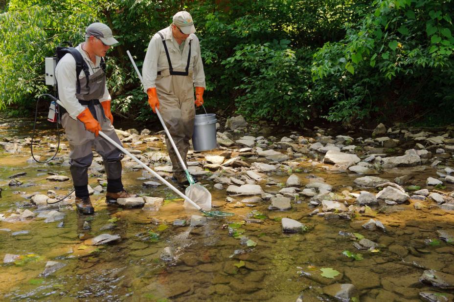 A field crew uses backpack electrofishing gear to stun fish for sorting and evaluation in a small stream.