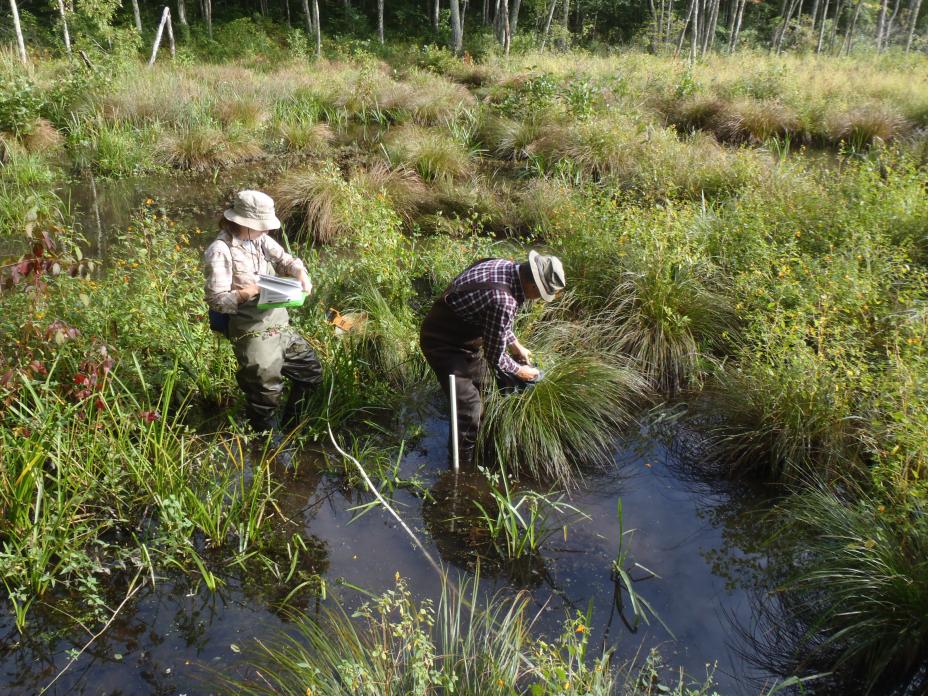 Ankle deep in water and mud, wetlands researchers catalog and evaluate plant types.