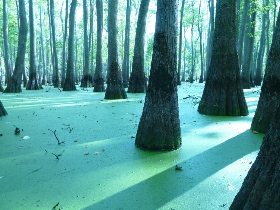 This cypress tupelo swamp was one of the sites sampled for the National Wetlands Condition Assessment.