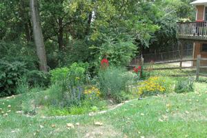 Rain garden on a homeowners property