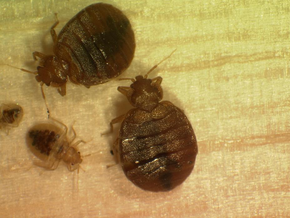 bed bugs nymphs and adults