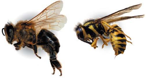 bee on the left and wasp on the right