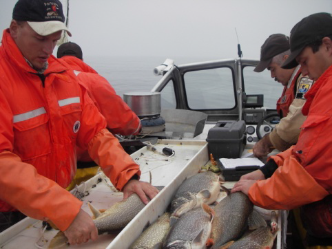Men on a boat studying fish for contamination