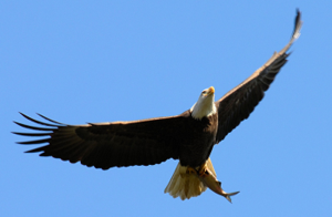 Photo of a bold eagle in flight.