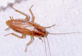 Image of the German Cockroach (Balattella germanica)