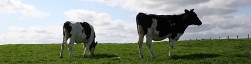Photo of two cows in a pasture