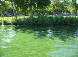 Blue-green algae bloom along the banks of the Charles River in Boston