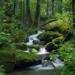 Stream in the woods