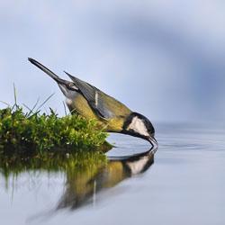 Bird drinking water