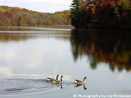 Swans on Upper Pine Lake in Iowa
