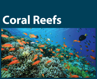 Photo: A healthy coral reef with fish