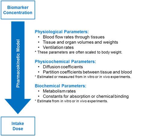 Figure 3:  Parameters used in a PBPK model to determine intake dose from biomarker concentration (Moir 1999)
