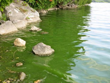 Shelburne Pond during an algae bloom