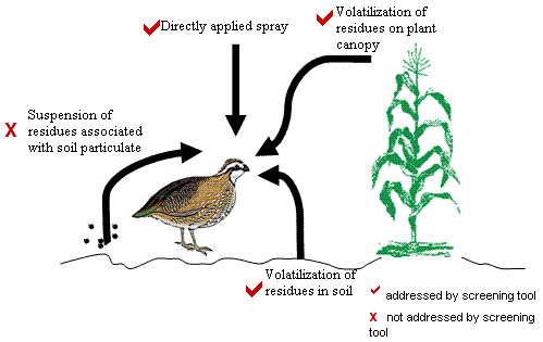 Bird on field looking at plant. 1 route not addressed by screening tool: Suspension of residues associated with soil particulate. Other 3 routes: Directly applied spray; Volatilization of residues on plant canopy; Volatilization of residues in soil.