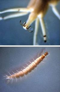 Figure 1. Beetle larvae (family Gyrinidae) with a close up of the terminal hooks.