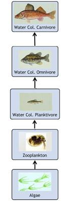 Food Chain - from Algae to Fish