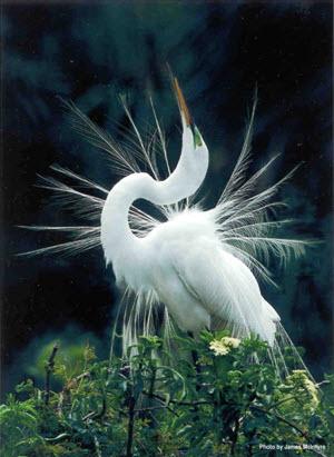 Picture of Snowy egret
