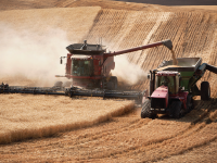 Photo: Combines harvesting wheat