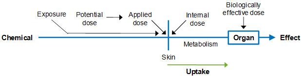 Illustration of Dermal Route: Exposure and Dose
