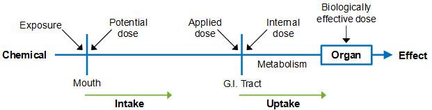 Illustration of Ingestion Route: Exposure and Dose
