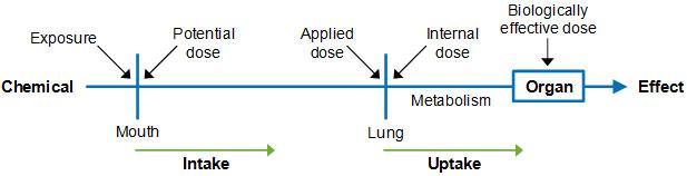 Illustration of Inhalation Route: Exposure and Dose