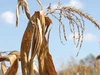 Photo: Dry corn in a field