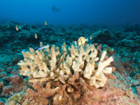 Photo: Underwater view of bleached coral