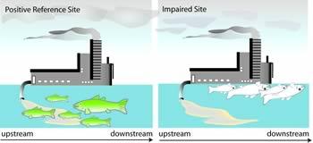 Figure 3-2b. When comparing a positive reference site to an impaired site, this illustrations showed that dead fish only occured in the impaired site when exposed to the same impairment.
