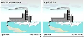 Figure 3-2a. When comparing a positive reference site to an impaired site, this illustrations shows that dead fish may occur in both locations when exposed to the same impairment.