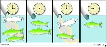 Figure 3-3a. shows how over time, there are dead fish when the impairment is released but not when it is not.