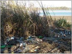 trash along the shoreline