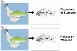 Figure 3-11 illustrates that if you observe a symptom of the fish this may support or refute the case. The top illustration shows a deformed spine, the lower one does not.