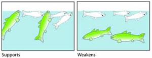 Fig 3-4 shows in one screen healthy fish gulping at the surface (which supports the case), the image on the right shows the healthy fish below the surface (which weakens your case).