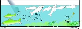 Figure 3-5a illustrates how the nutrients coming in and turning into CO2 from the presence of algae cause fish loss.