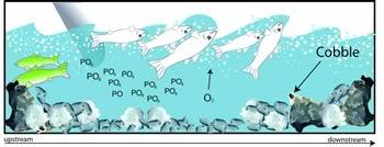Figure 3-5b shows how the introduction of nutrients upstream that mix with the rocky river floor cause fish death.
