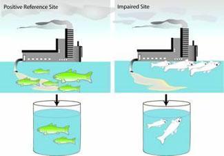 Figure 3-8a illustrates how fish in a positive reference site are still okay in an impairment but fish without the positive reference are dead.