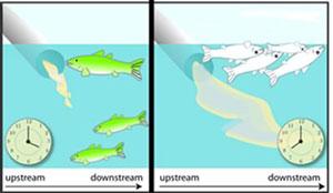 Figure 3-9a shows the dead fish occurred only after time passes and the impairment spreads.