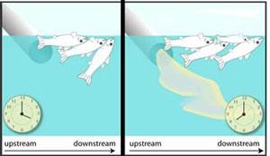 Figure 3-9b shows the dead fish were in the stream before and after time passes and the impairment spreads.