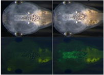 Tadpoles glow in the presence of thyroid hormones.