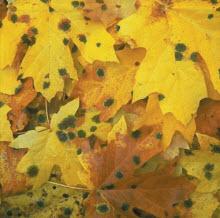 image of mold growing on fallen leaves