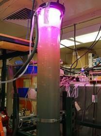 A photobioreactor in a lab