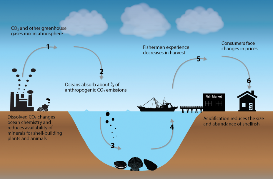 Infographic showing the impact pathway of ocean acidification, from release of CO2 and other greenhouse gases into the atmosphere to absorption of CO2 emissions into the oceans and resulting impacts on consumers. 
