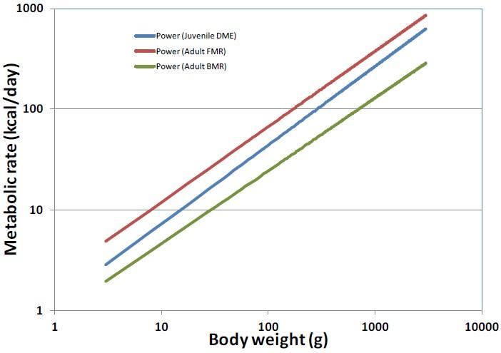 xy log-scale graph of three lines: Power (Juvenile DME), Power (Adult FMR), Power (Adult BMR).  y-axis of Metabolic rate(kcal/day); x-axix of Body weight (g)